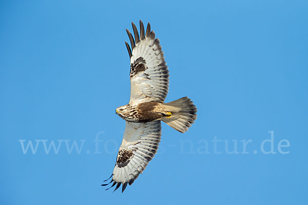 Rauhfußbussard (Buteo lagopus)