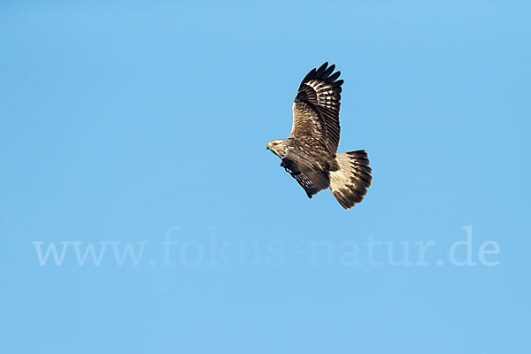 Rauhfußbussard (Buteo lagopus)