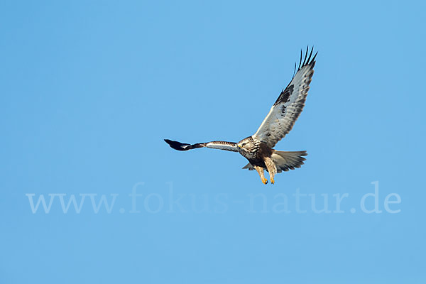 Rauhfußbussard (Buteo lagopus)