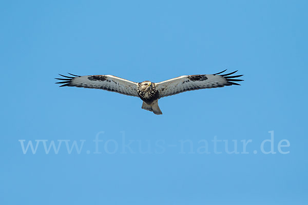 Rauhfußbussard (Buteo lagopus)