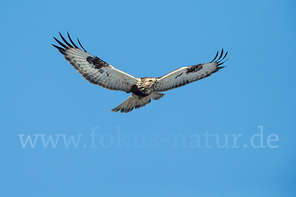 Rauhfußbussard (Buteo lagopus)