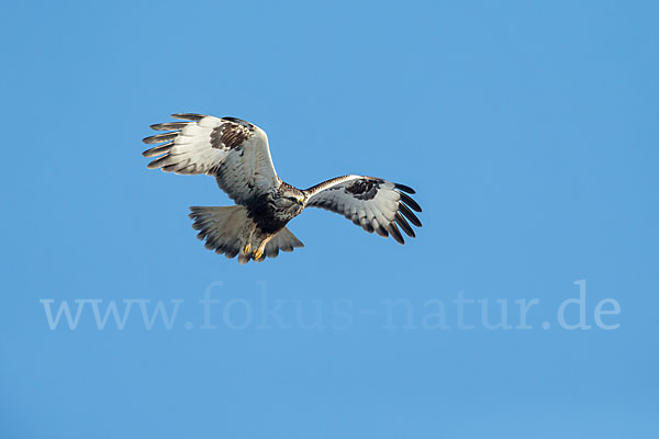 Rauhfußbussard (Buteo lagopus)