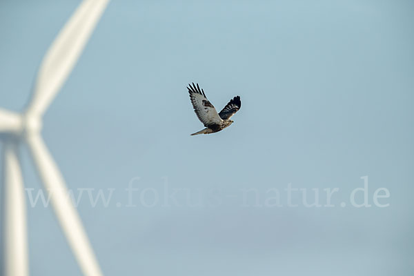 Rauhfußbussard (Buteo lagopus)