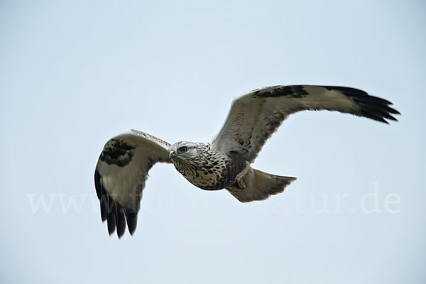 Rauhfußbussard (Buteo lagopus)