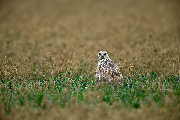 Rauhfußbussard (Buteo lagopus)