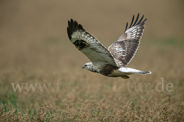 Rauhfußbussard (Buteo lagopus)