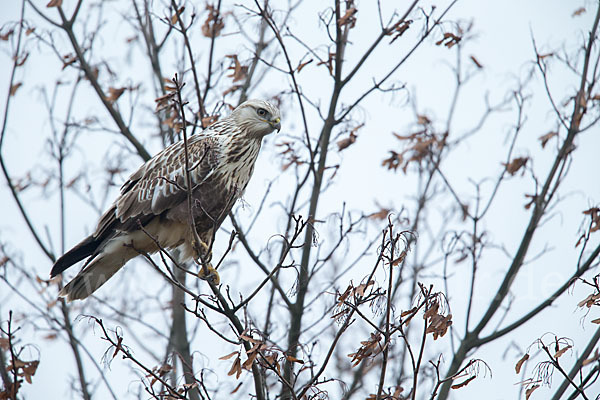 Rauhfußbussard (Buteo lagopus)