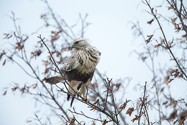 Rauhfußbussard (Buteo lagopus)