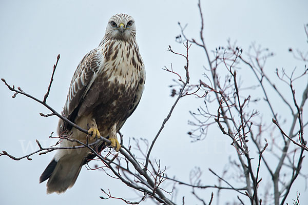 Rauhfußbussard (Buteo lagopus)