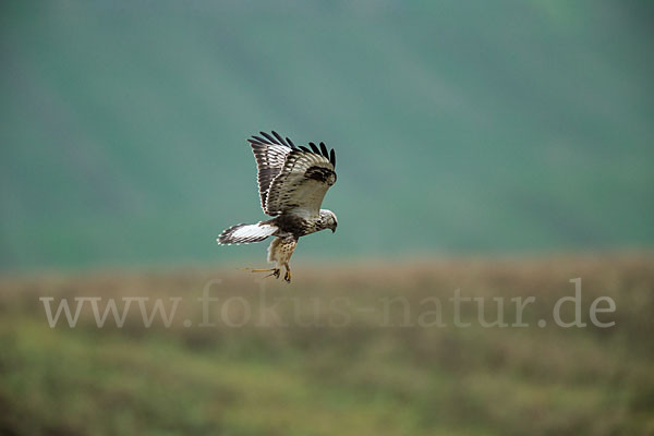 Rauhfußbussard (Buteo lagopus)