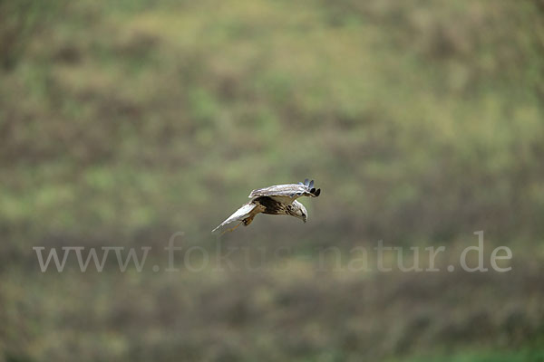 Rauhfußbussard (Buteo lagopus)