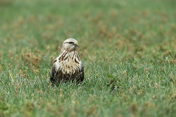 Rauhfußbussard (Buteo lagopus)