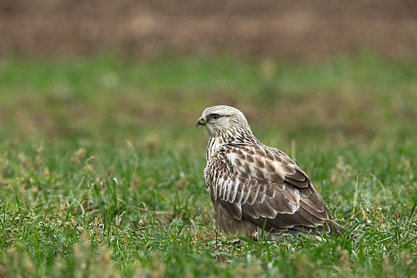 Rauhfußbussard (Buteo lagopus)