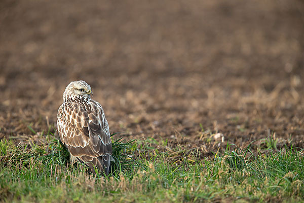 Rauhfußbussard (Buteo lagopus)