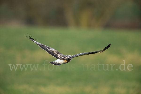 Rauhfußbussard (Buteo lagopus)