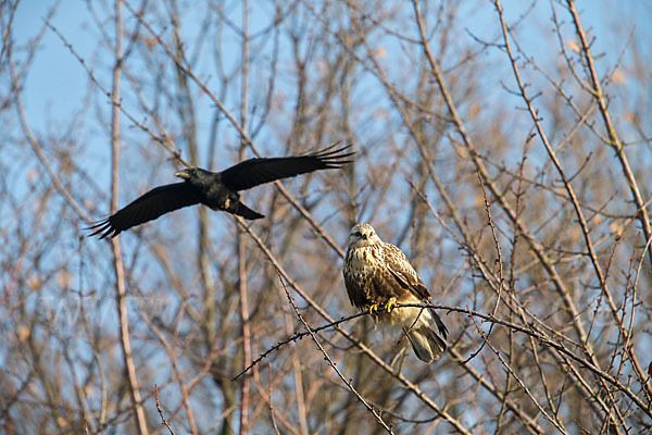 Rauhfußbussard (Buteo lagopus)