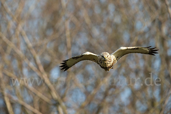 Rauhfußbussard (Buteo lagopus)