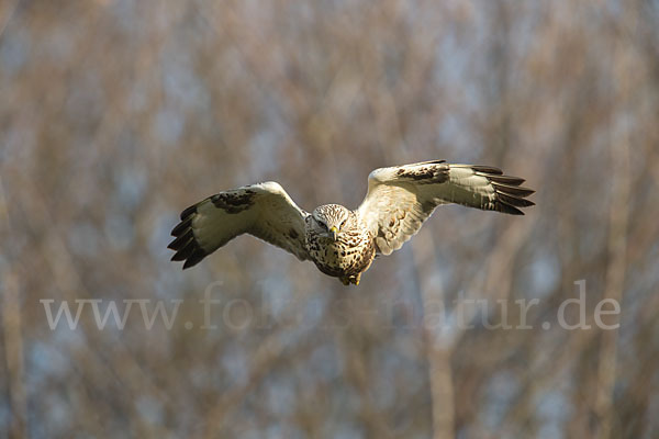 Rauhfußbussard (Buteo lagopus)