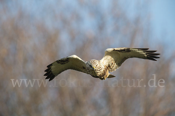 Rauhfußbussard (Buteo lagopus)