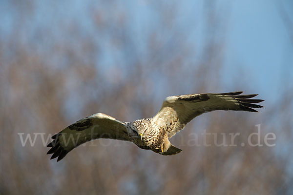 Rauhfußbussard (Buteo lagopus)