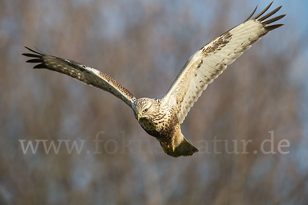 Rauhfußbussard (Buteo lagopus)