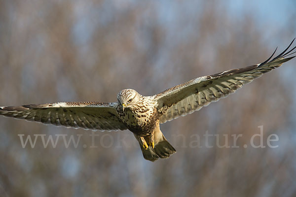 Rauhfußbussard (Buteo lagopus)