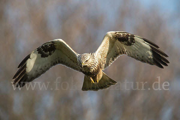 Rauhfußbussard (Buteo lagopus)