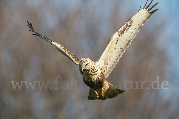 Rauhfußbussard (Buteo lagopus)