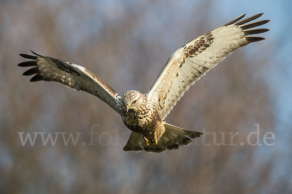 Rauhfußbussard (Buteo lagopus)