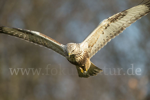 Rauhfußbussard (Buteo lagopus)