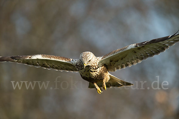 Rauhfußbussard (Buteo lagopus)