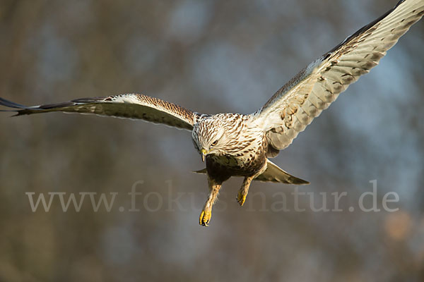 Rauhfußbussard (Buteo lagopus)