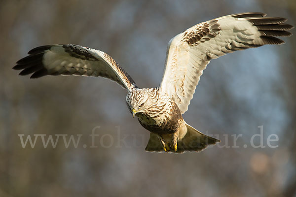 Rauhfußbussard (Buteo lagopus)