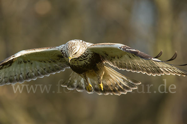 Rauhfußbussard (Buteo lagopus)