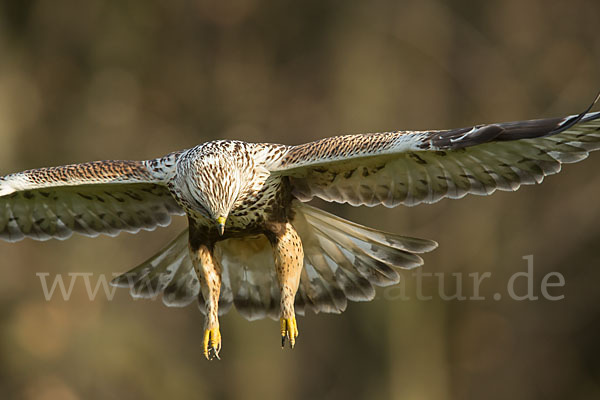 Rauhfußbussard (Buteo lagopus)