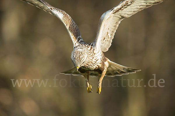 Rauhfußbussard (Buteo lagopus)