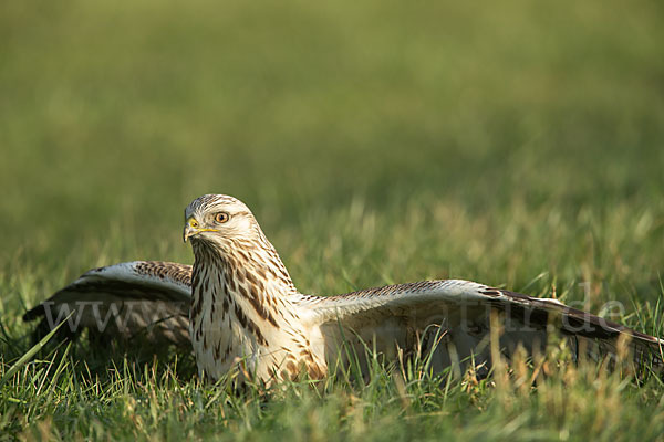 Rauhfußbussard (Buteo lagopus)