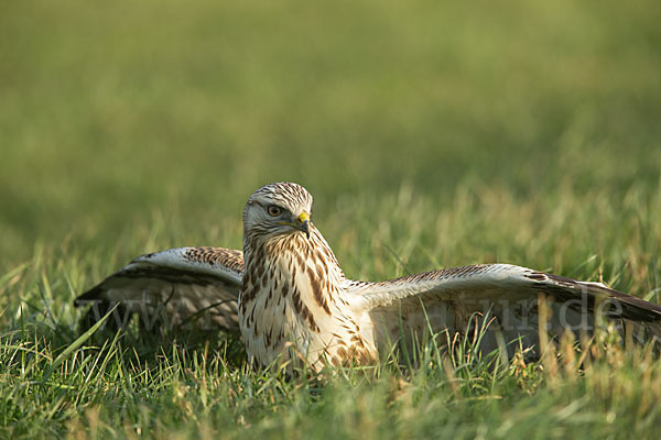 Rauhfußbussard (Buteo lagopus)