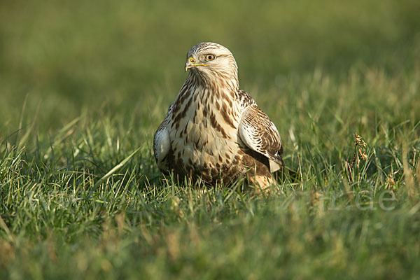 Rauhfußbussard (Buteo lagopus)