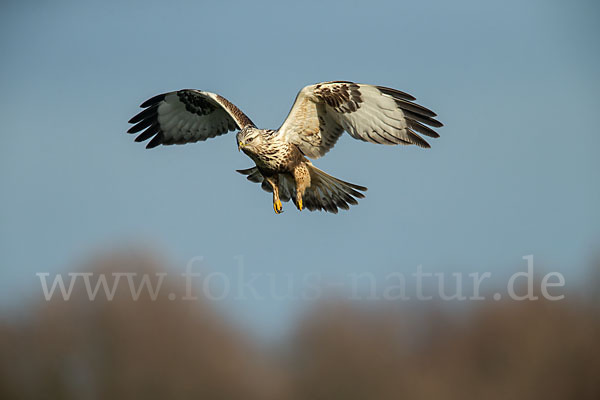 Rauhfußbussard (Buteo lagopus)