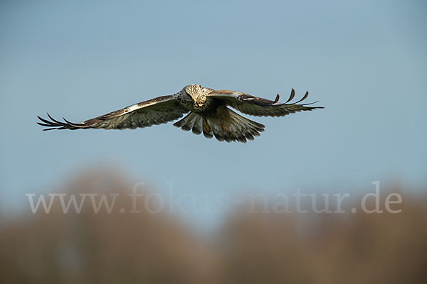 Rauhfußbussard (Buteo lagopus)