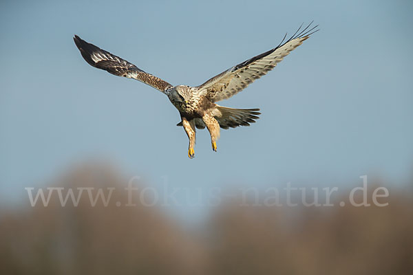 Rauhfußbussard (Buteo lagopus)