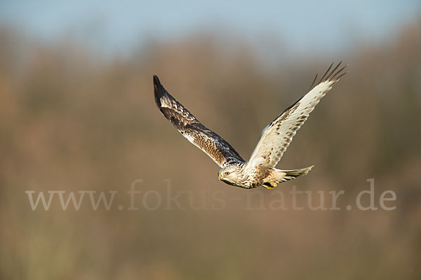 Rauhfußbussard (Buteo lagopus)