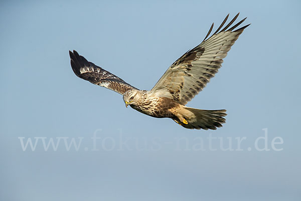 Rauhfußbussard (Buteo lagopus)