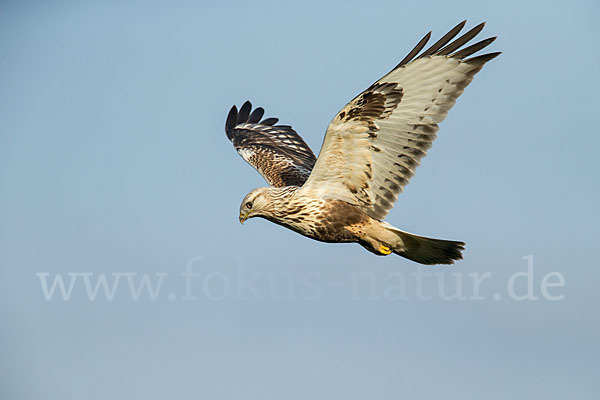 Rauhfußbussard (Buteo lagopus)