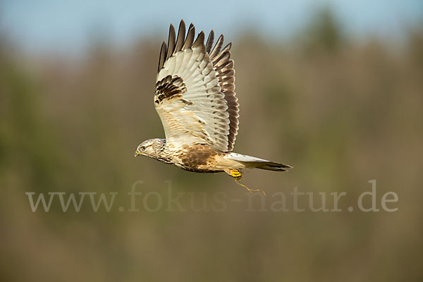 Rauhfußbussard (Buteo lagopus)