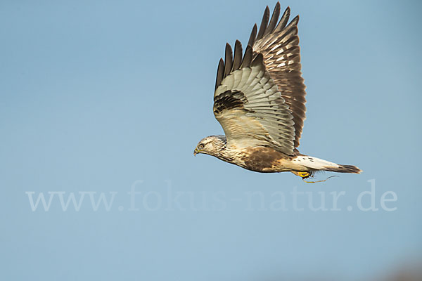 Rauhfußbussard (Buteo lagopus)