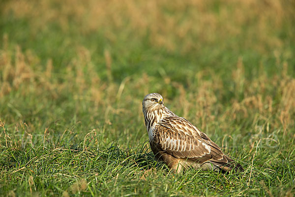 Rauhfußbussard (Buteo lagopus)