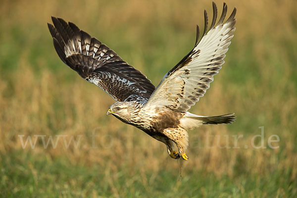 Rauhfußbussard (Buteo lagopus)