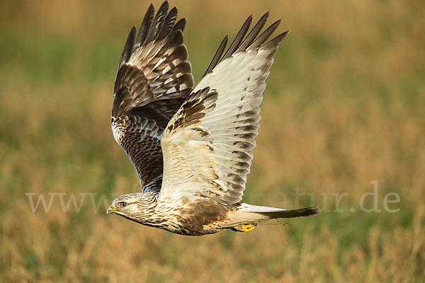 Rauhfußbussard (Buteo lagopus)